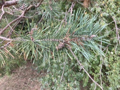 Pinus virginiana