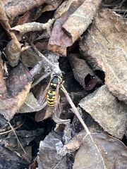Vespula atropilosa