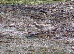 Calidris subruficollis