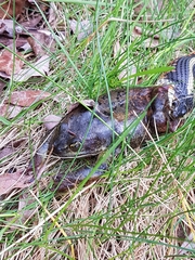 Rana luteiventris