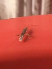 Burtinus notatipennis