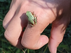 Hyla wrightorum