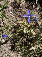 Gentianopsis barbellata