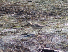 Calidris subruficollis