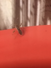 Burtinus notatipennis