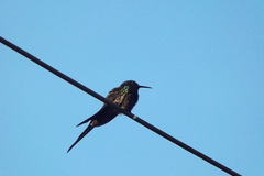 Eupetomena macroura