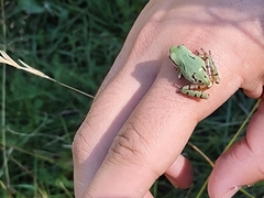Hyla wrightorum