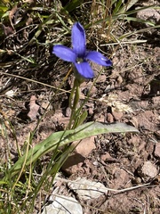 Gentianopsis barbellata