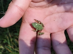 Hyla wrightorum