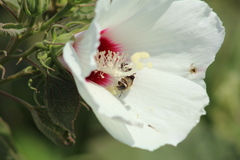 Ptilothrix bombiformis