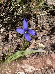 Gentianopsis barbellata