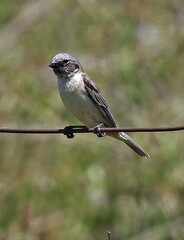 Sporophila