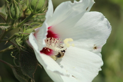Ptilothrix bombiformis