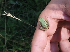 Hyla wrightorum