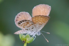 Brephidium exilis exilis