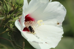 Ptilothrix bombiformis
