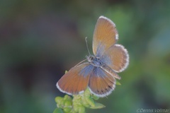 Brephidium exilis exilis