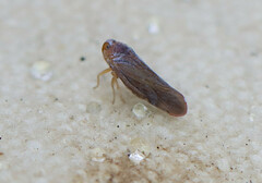 Omolicna