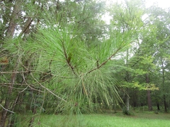 Pinus taeda