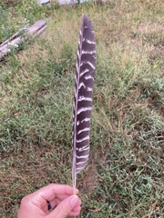 Meleagris gallopavo silvestris