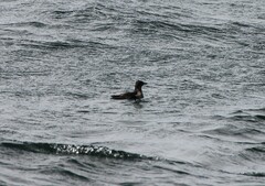 Cerorhinca monocerata