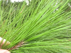 Pinus taeda