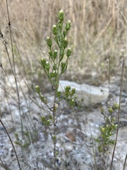 Symphyotrichum ciliatum