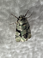 Emarginea percara