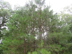Pinus taeda