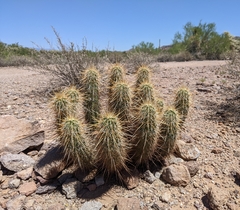 Echinocereus engelmannii engelmannii