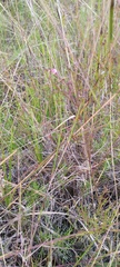 Agalinis obtusifolia