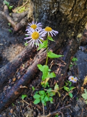 Erigeron speciosus