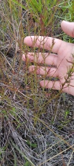 Agalinis obtusifolia