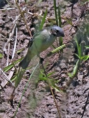 Sporophila