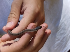 Thamnophis elegans vagrans