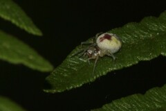 Nigma puella