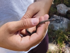Thamnophis elegans vagrans