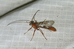 Enicospilus