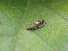 Grapholita interstinctana