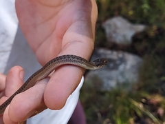 Thamnophis elegans vagrans
