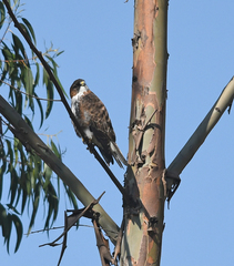 Buteo albigula