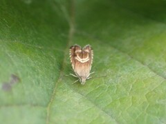 Grapholita interstinctana