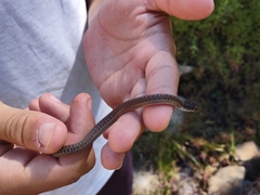 Thamnophis elegans vagrans