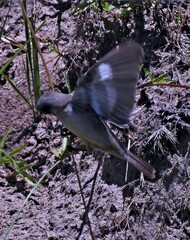 Sporophila