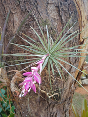 Tillandsia