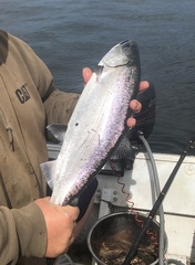 Oncorhynchus tshawytscha