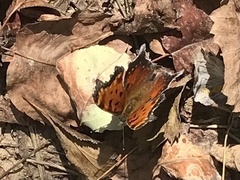 Polygonia progne