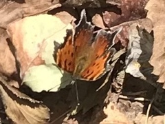 Polygonia progne