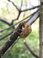 Cicadoidea