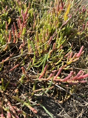 Salicornia pacifica